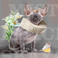 royal cat