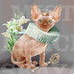 royal cat